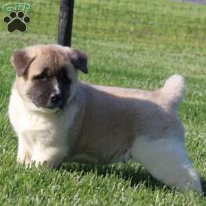 Buster, Akita Puppy